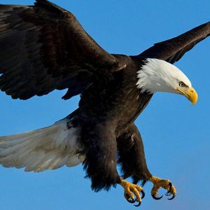 Meet your Posher, Johnson